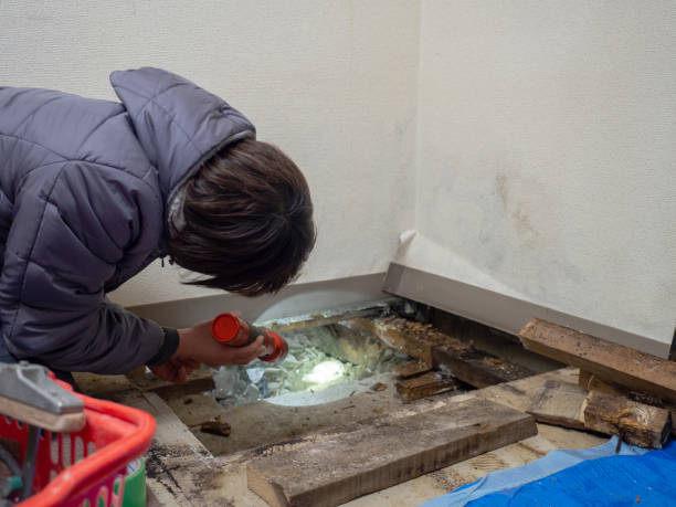 Best Biohazard Mold Removal  in White House, TN
