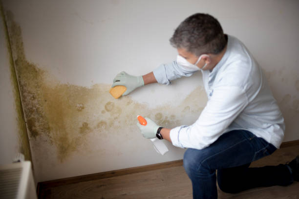 Best HVAC Mold Inspection and Cleaning  in White House, TN
