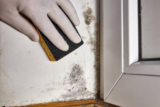 Best Airborne Mold Testing  in White House, TN